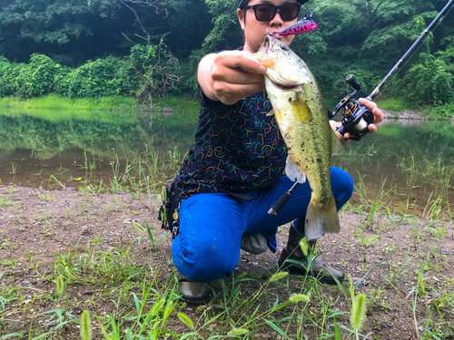 ブラックバスの釣果