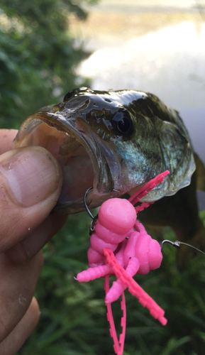 ラージマウスバスの釣果