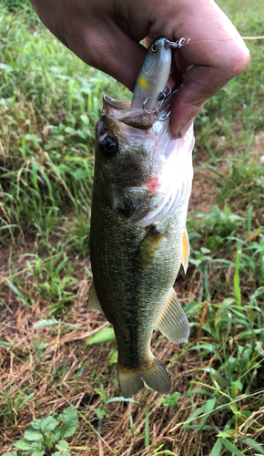 ブラックバスの釣果