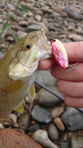 スモールマウスバスの釣果