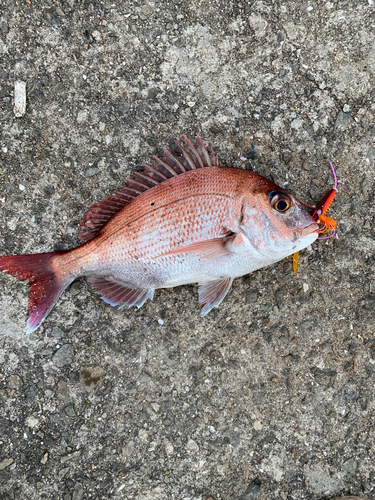 マダイの釣果