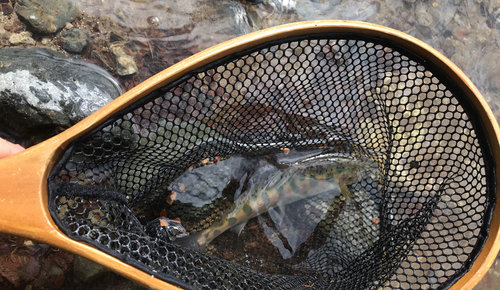 ヤマメの釣果