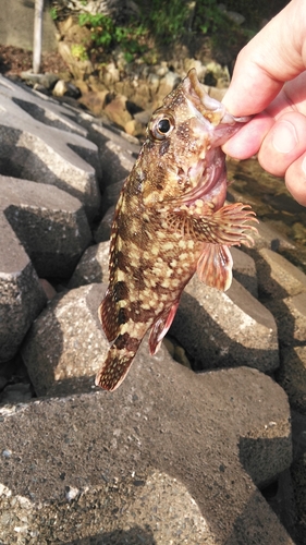 アラカブの釣果