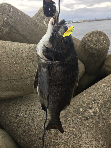 チヌの釣果