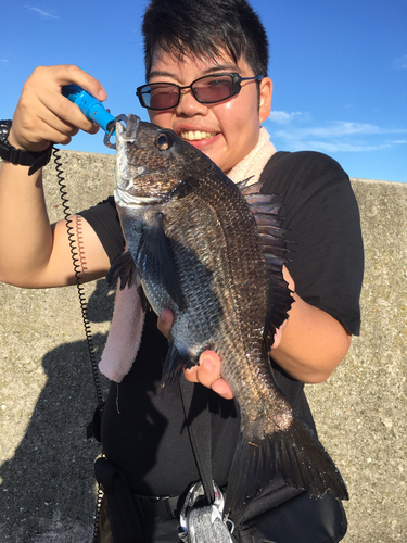 クロダイの釣果