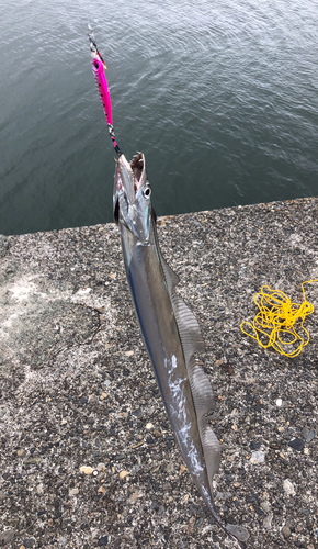 タチウオの釣果