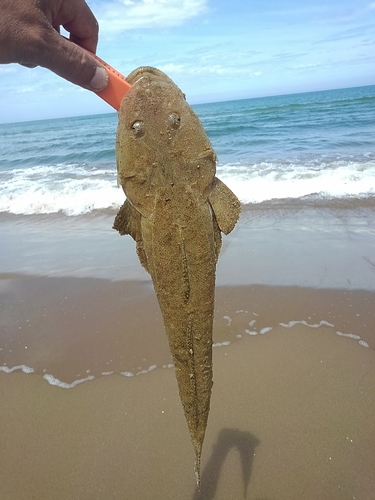 シロギスの釣果