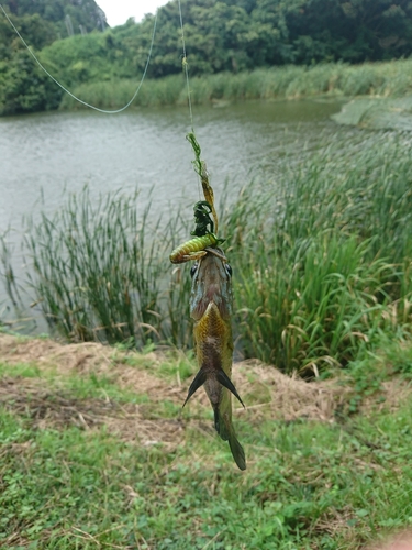 釣果