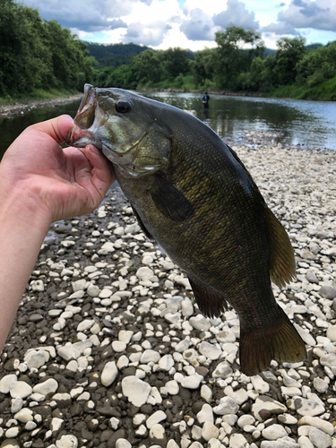 スモールマウスバスの釣果