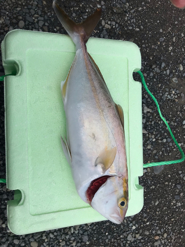 ショゴの釣果