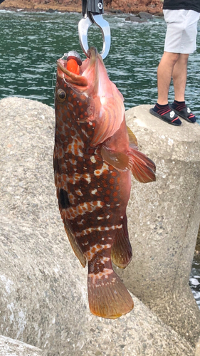 キジハタの釣果