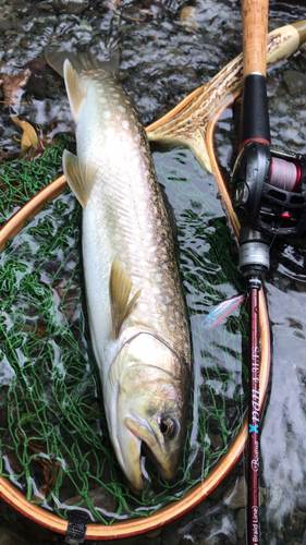 アメマスの釣果