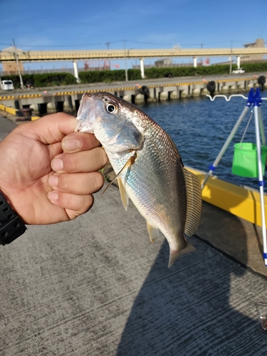 イシモチの釣果