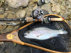 ニジマスの釣果
