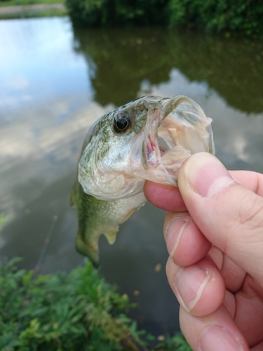 ラージマウスバスの釣果