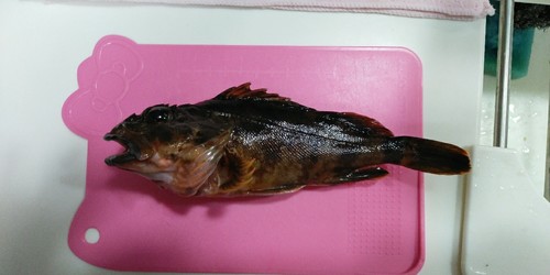 カサゴの釣果