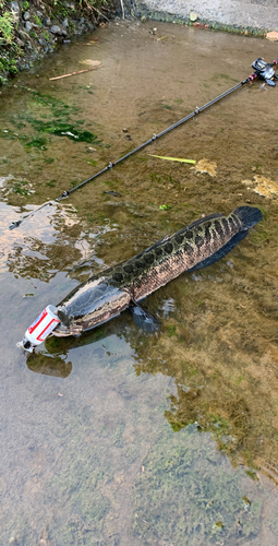 ライギョの釣果