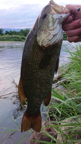 スモールマウスバスの釣果