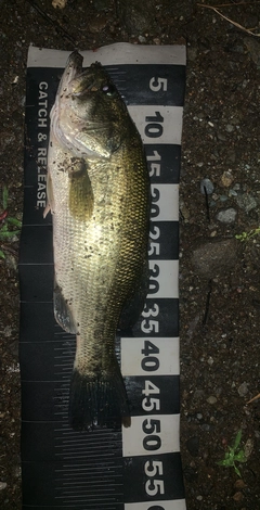 ブラックバスの釣果