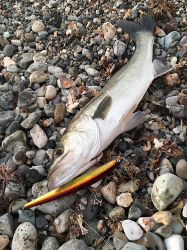 フッコ（タイリクスズキ）の釣果