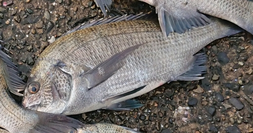 チヌの釣果