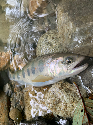 アマゴの釣果