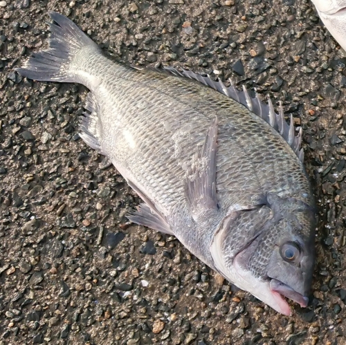 チヌの釣果