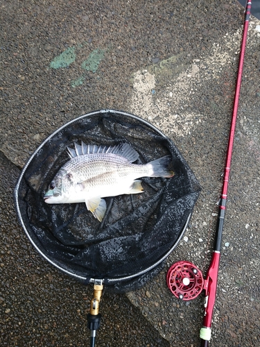 キチヌの釣果