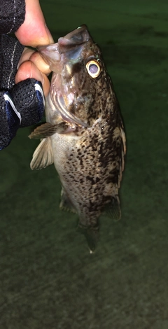 クロソイの釣果