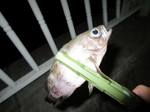 メバルの釣果