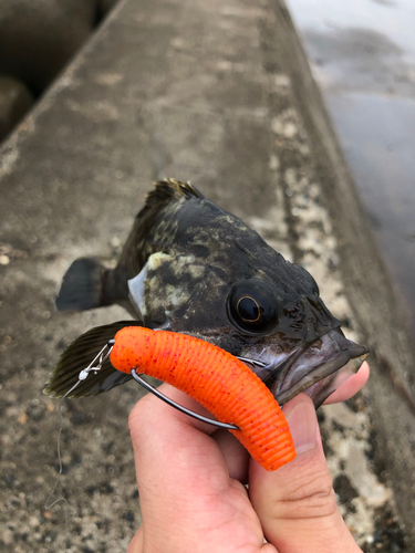 クロソイの釣果