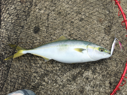 イナダの釣果