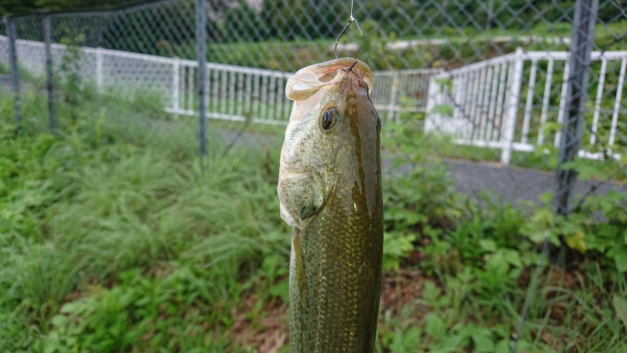 ブラックバス