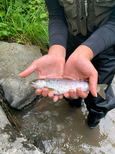 ヤマメの釣果