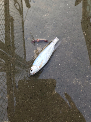 オイカワの釣果