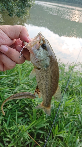 釣果