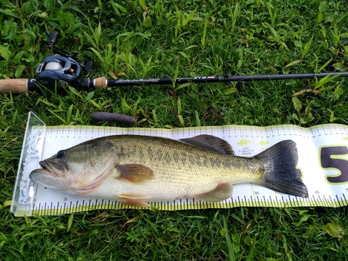 ブラックバスの釣果