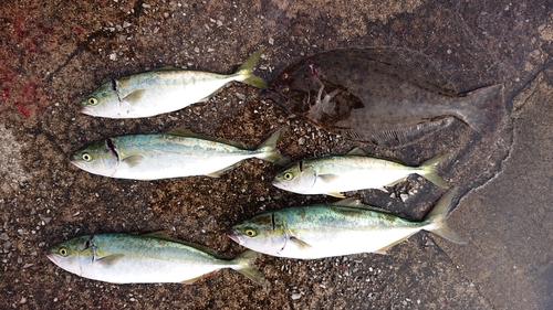 ワカシの釣果