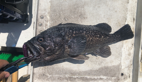 クロソイの釣果