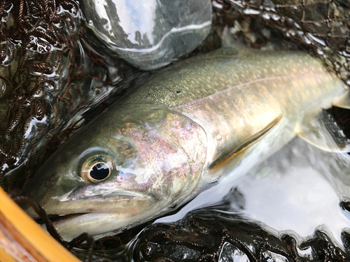 ニッコウイワナの釣果