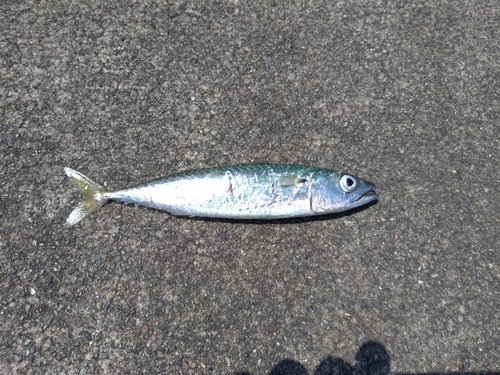 マサバの釣果