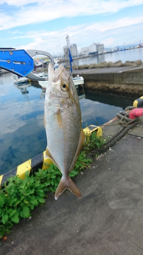 ショゴの釣果