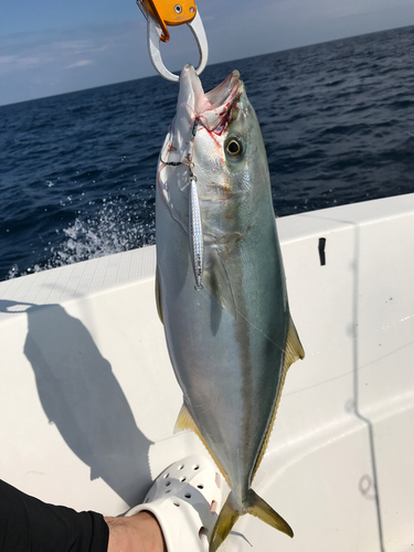 ヒラマサの釣果