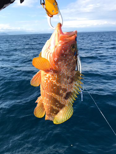 アコウの釣果