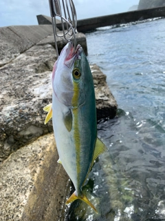 ワカシの釣果