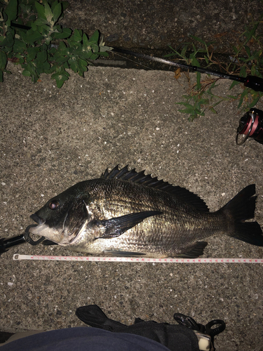 チヌの釣果