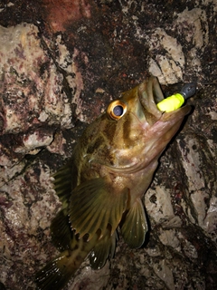 シマゾイの釣果