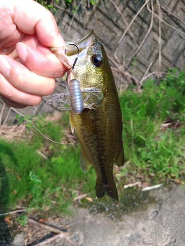 ラージマウスバスの釣果