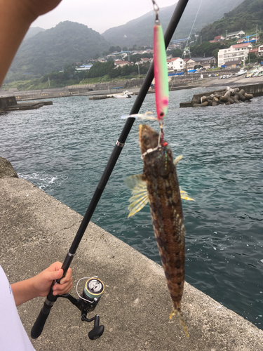 エソの釣果