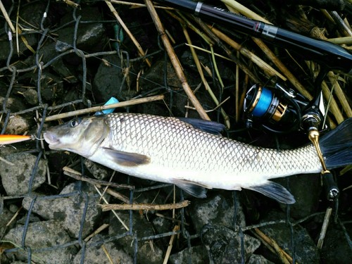 ニゴイの釣果